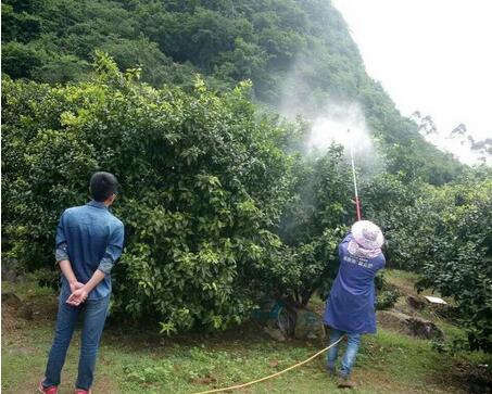 中科杀螨剂中山狼防治柑橘红蜘蛛田间试验示范