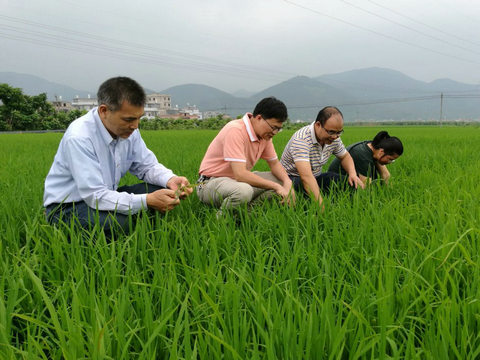 掌握早稻主要病虫发生动态，积极应对备战实现虫口夺粮