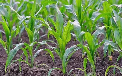 普通玉米田三种常用除草剂的评价