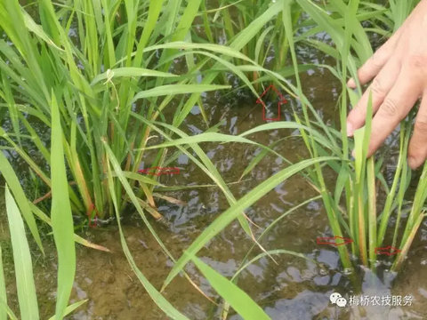 水稻二化螟高龄幼虫来袭，钻入茎秆内活虫能否打死？