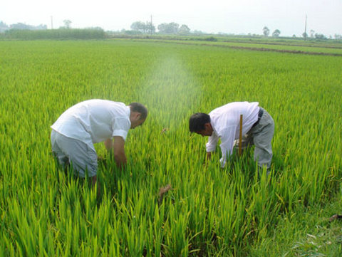 加强早稻“两迁”害虫、稻瘟病、纹枯病的监测与防治