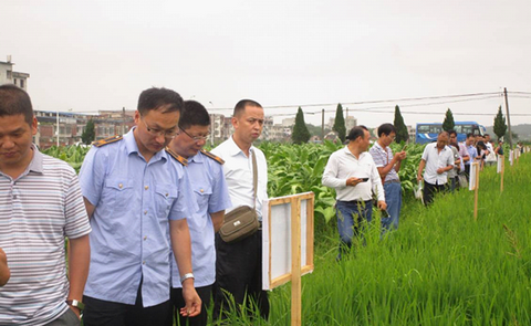 湖南抗性二化螟防治药剂筛选试验现场观摩会在衡南县召开