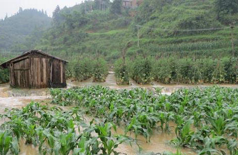 玉米遭受洪涝灾害后防灾救灾的应对措施