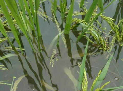 水稻遭受洪涝灾害后防灾救灾的应对措施