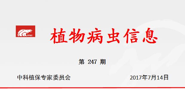 迅速开展生姜叶枯病的防治工作