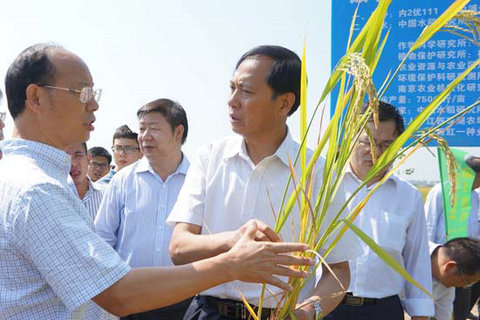 水稻绿色增产增效技术集成模式研究成效、做法与打算