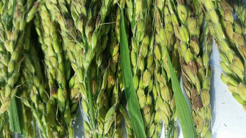 水稻抽穗扬花期慎用氟铃脲复配制剂，避免出现麻谷子