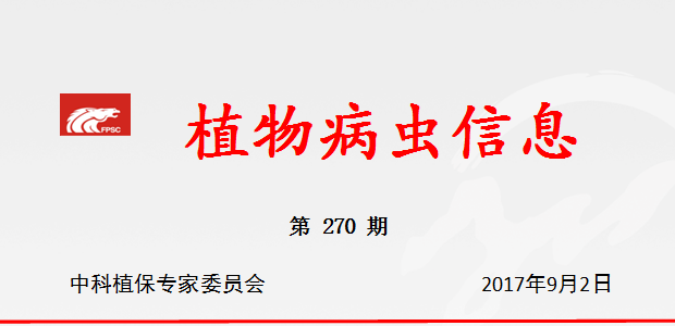 抓好柑橘秋梢期木虱为主的病虫防治 控制黄龙病传播蔓延