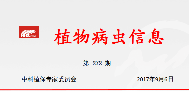 山东滨州市玉米田部分地块蜗牛危害严重