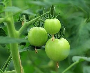 冬季大棚番茄结果期常见问题及解决办法