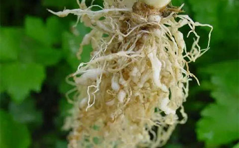 透皮阿维菌素--日光温室芹菜根结线虫的防治克星