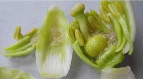 柑橘花蕾蛆