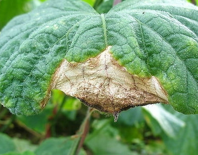 黄瓜灰霉病