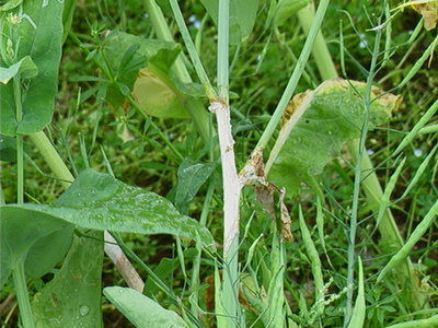  油菜菌核病