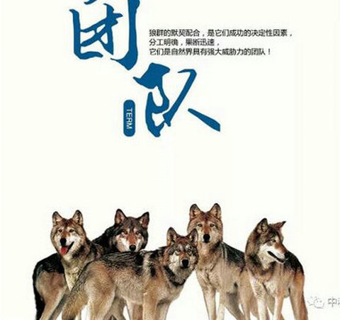 狼性销售团队的管理铁律