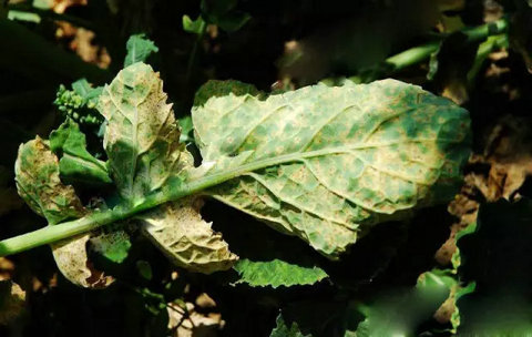 油菜细菌性黑斑病