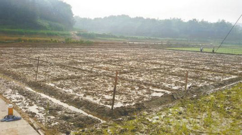  耕地土壤重金属污染修复实践