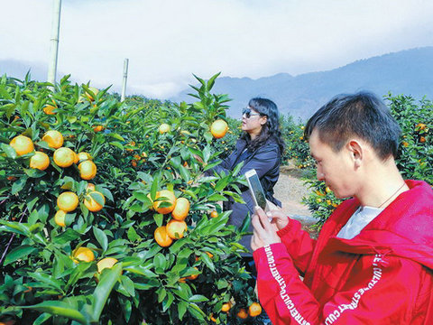 有机肥替代化肥助推秭归柑橘提档升级