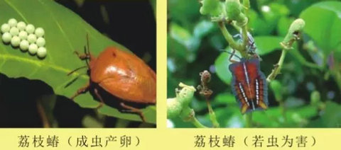 荔枝蝽
