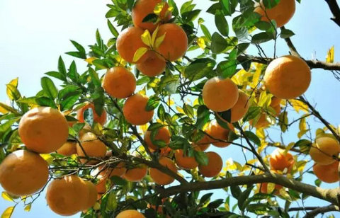  柑橘病虫害绿色防控技术