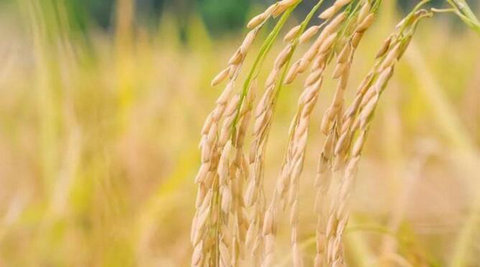 博鳌创新论坛：水稻产业的创新、转型和升级