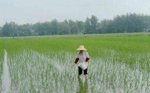  水稻春季科学施肥指导意见