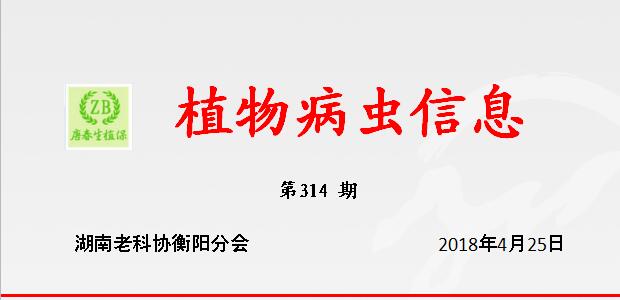 荔枝主要病虫发生动态及防治意见