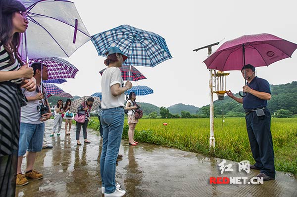 探访长沙果园有机稻种植基地