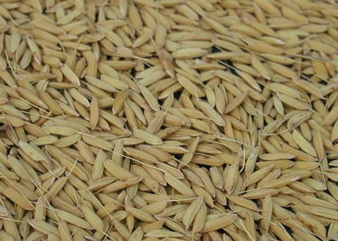 2018年小麦和稻谷最低收购价执行预案发布