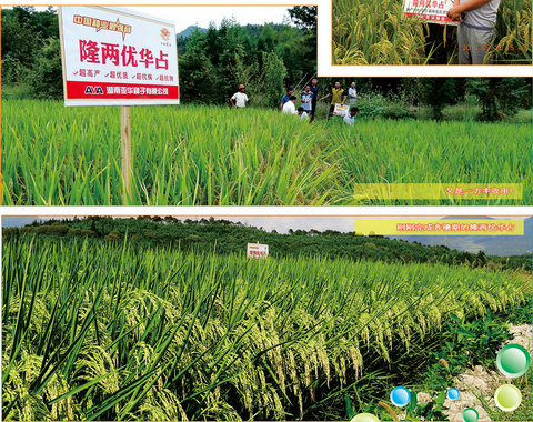 隆两优华占水稻在岳西县的种植表现及高产栽培技术