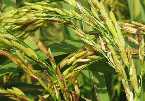 水稻跗线螨的特征及防治方法