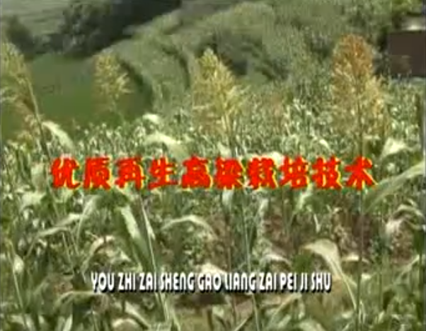 优质再生高粱栽培技术