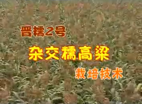 晋糯2号杂交糯高粱栽培技术