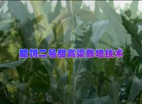 能饲二号甜高粱栽培技术