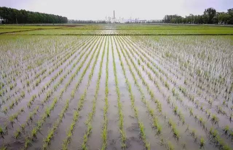 切实搞好早中稻田化学除草