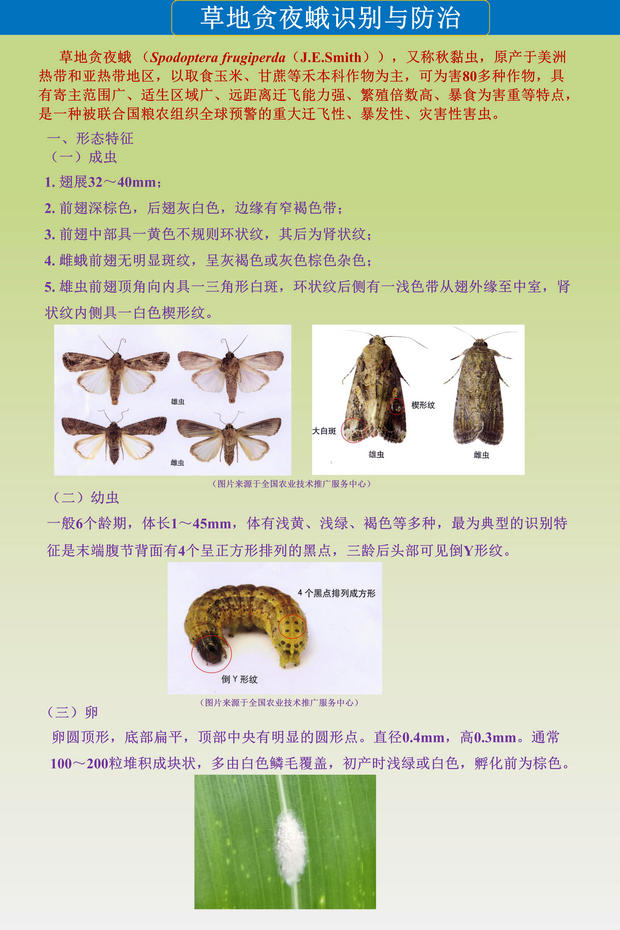 草地贪夜蛾识别与防治