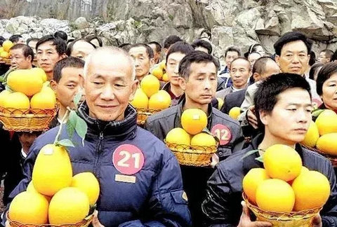 目前有哪些柑橘新品种？中国柑橘新品种大聚会