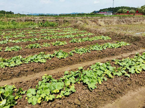 西瓜田除草剂药害产生原因、症状及防治补救措施