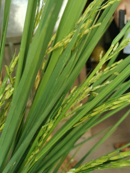 稻颖壳合不拢、畸形、不结实并非只是高温引起的！