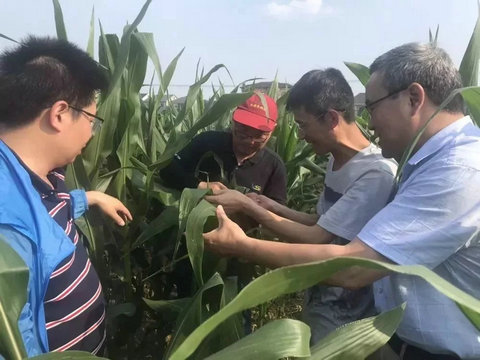 草地贪夜蛾如何测报、防控技术