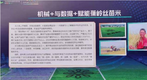 机械化、数据化双赋能！蕉岭丝苗米产业再升级