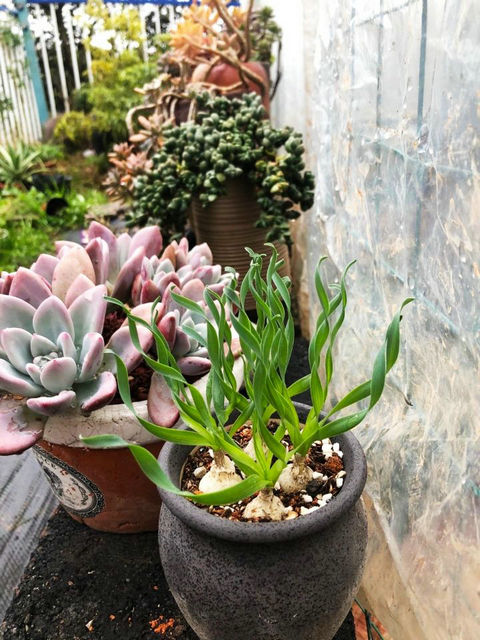 衡阳市植得园艺多肉植物基地