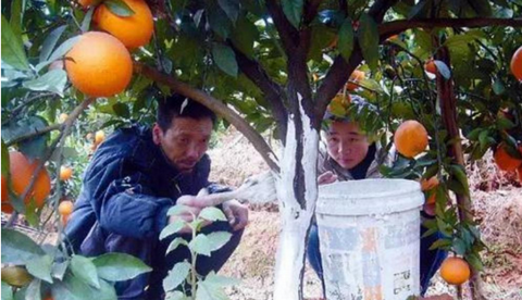 抓住有利时机，做好柑橘防寒防冻工作