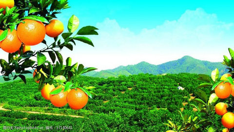 果树（柑橘、苹果、梨、桃、葡萄等）科学施肥指导意见