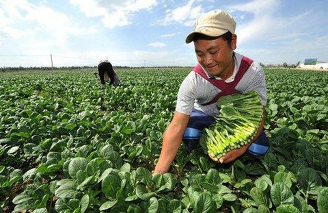 蔬菜（甘蓝、番茄、辣椒、黄瓜）科学施肥指导意见