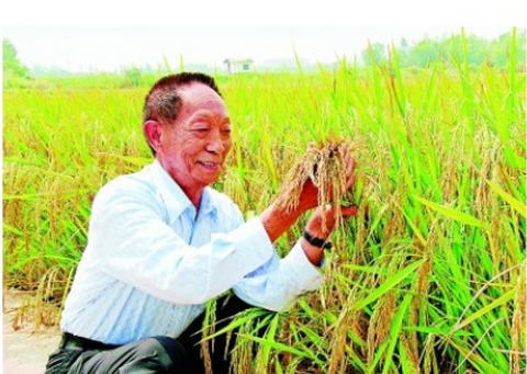 袁隆平团队籼型杂交水稻培育背后的粮食安全故事