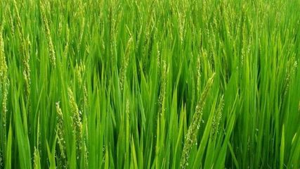 切实做好早稻后期和一季稻病虫防治工作